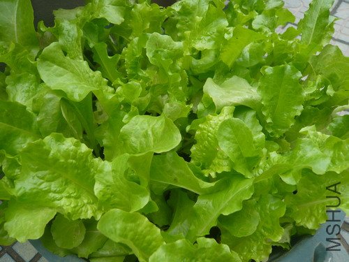 ���� P1060529.JPG