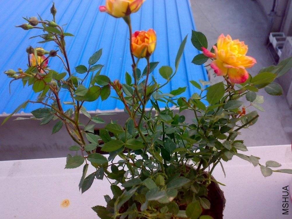 201105182415.jpg