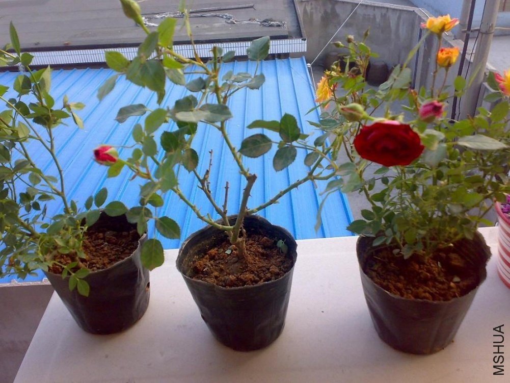 201105182421.jpg