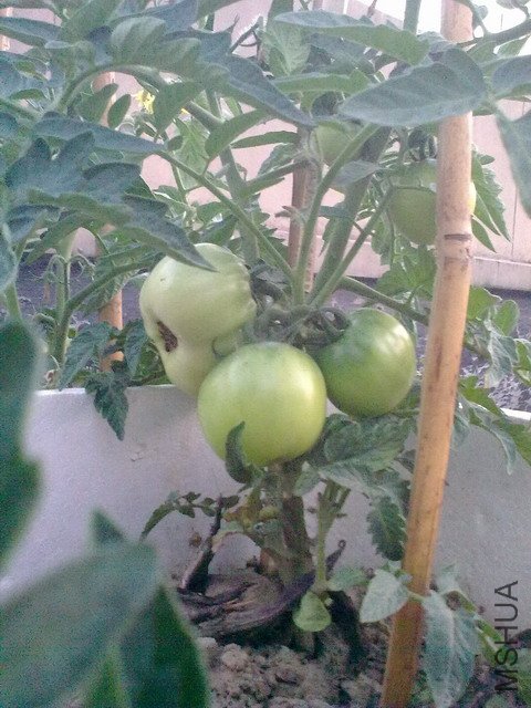 20110528158.jpg