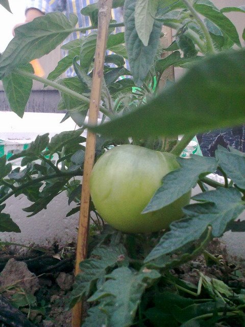 20110528155.jpg