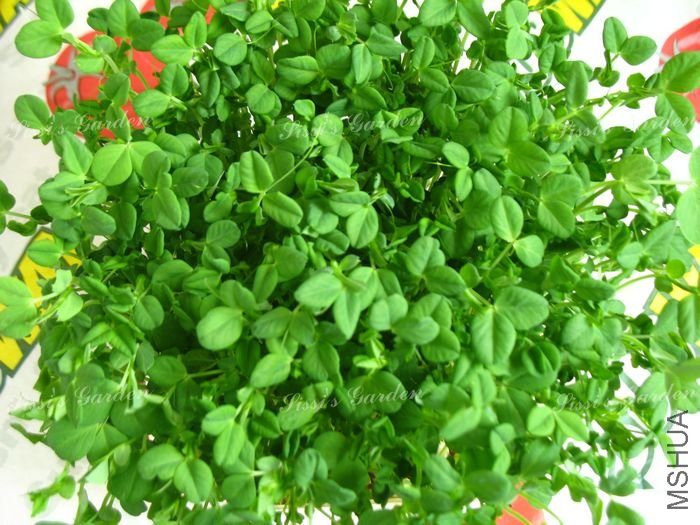 ѿ�� �㶹 4.jpg