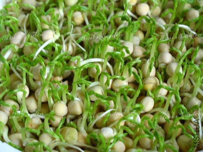 ѿ�� �㶹 1.jpg