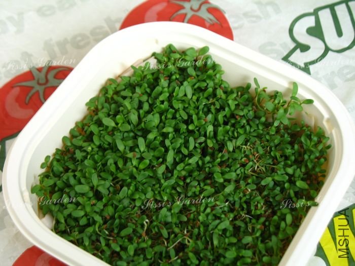 ѿ�� ��ޣ 2.jpg