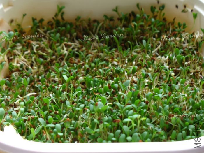 ѿ�� ��ޣ 1.jpg