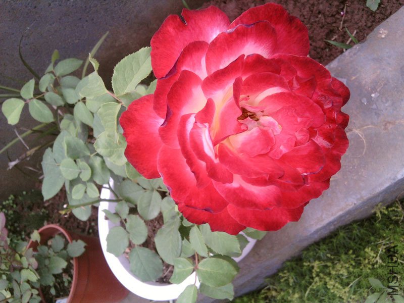 (R)SP_A00042.jpg