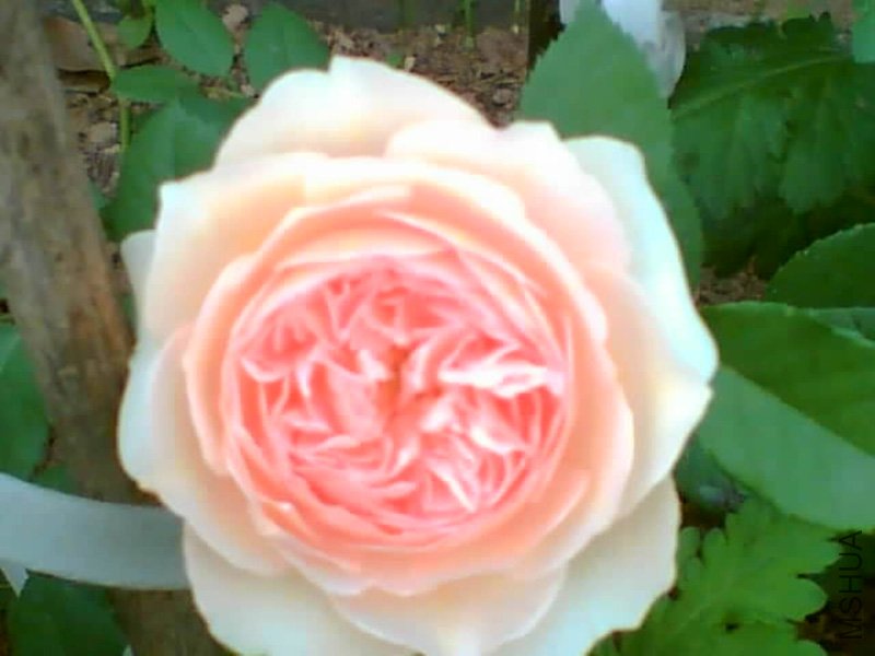 Image(155).jpg
