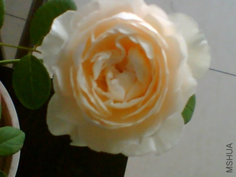 Image(162).jpg