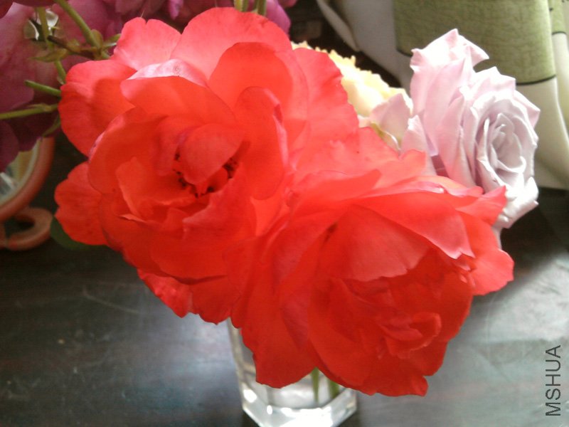 SP_A0003.jpg