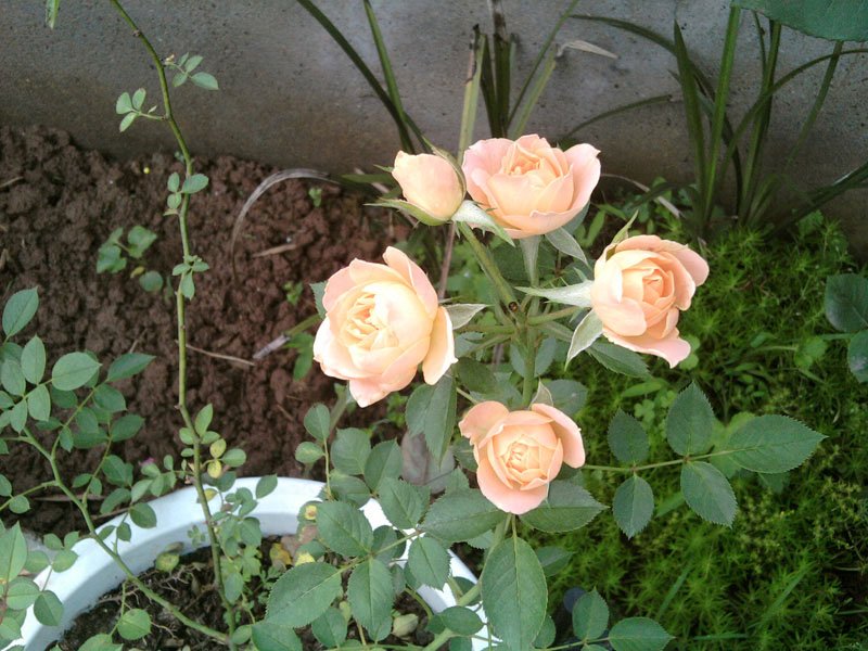 SP_A0008.jpg