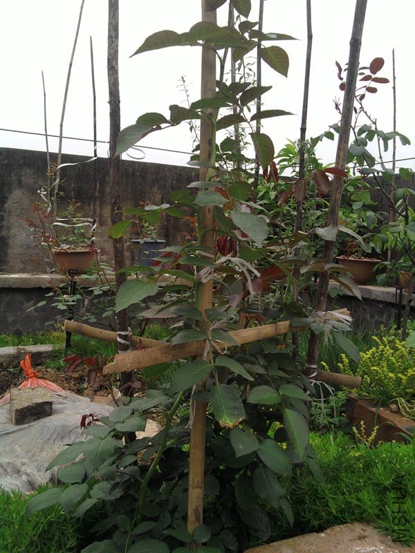 SP_A0011.jpg