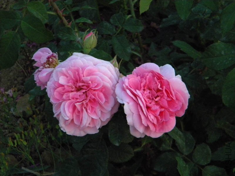 DSCN2516.jpg