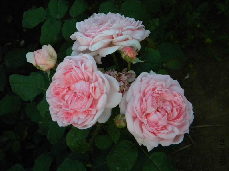 DSCN2515.jpg
