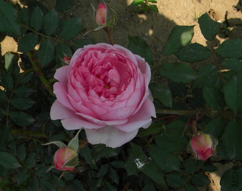 DSCN2418.jpg