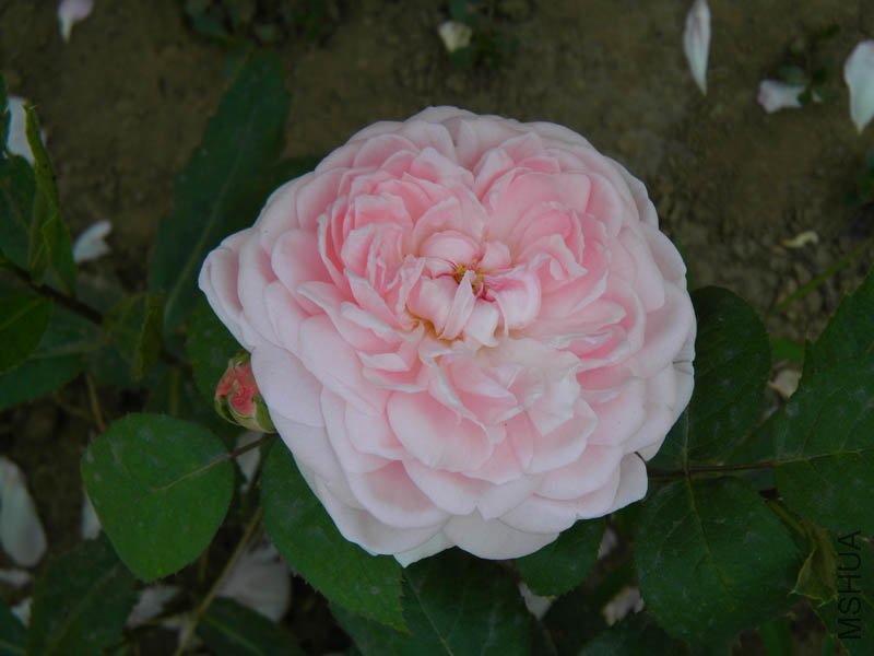 20008.jpg