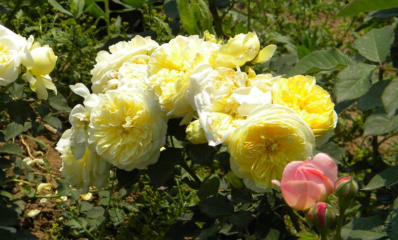 DSCN2455.jpg