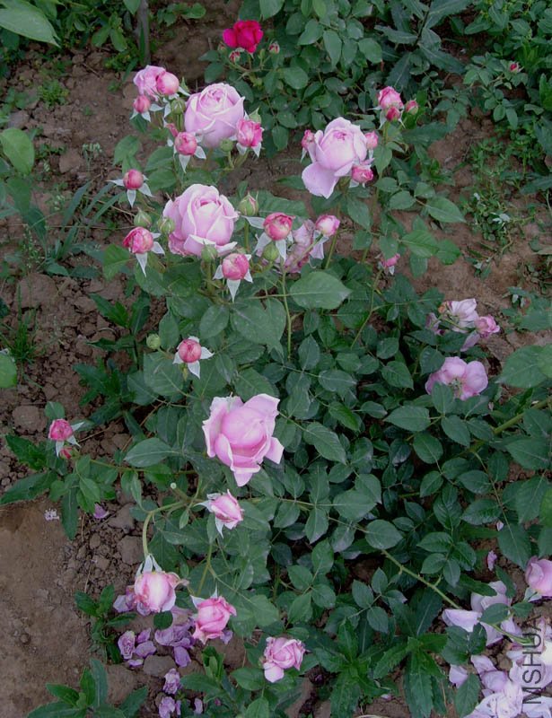 SNV30017.jpg