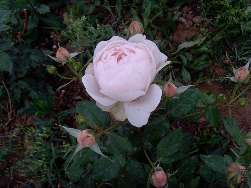 SNV30019.jpg