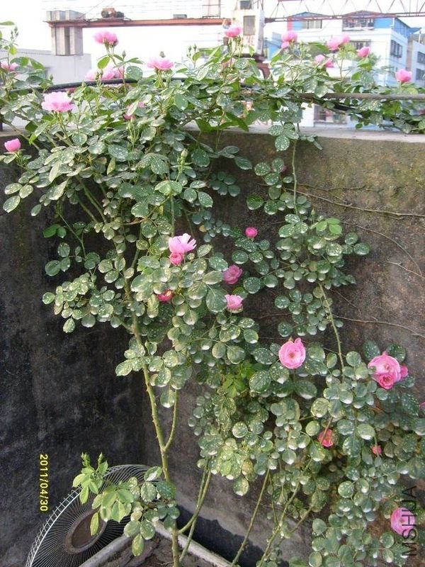 S6303761.jpg