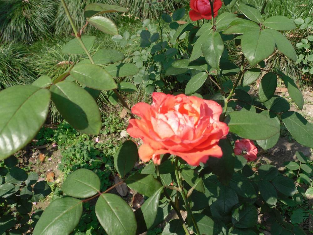 ������С SDC10934.JPG