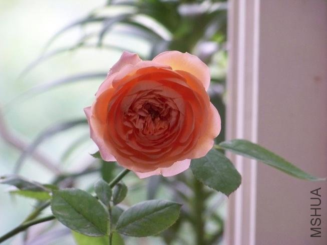 101_8044.JPG