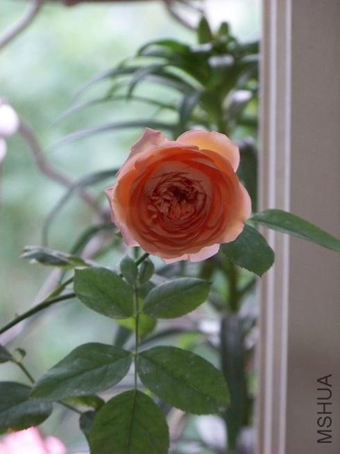 101_8031.JPG