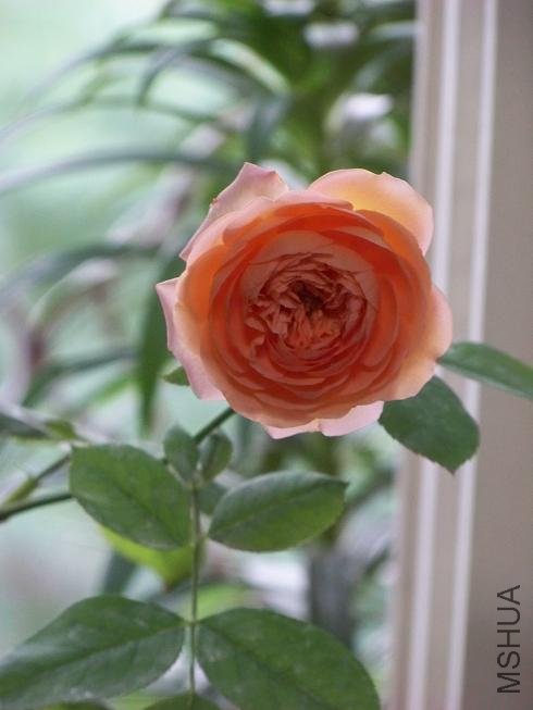 101_8034.JPG