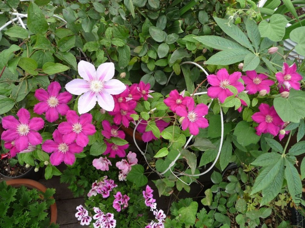 �ٴο��ŵ�������