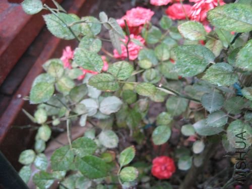 IMG_6925.JPG