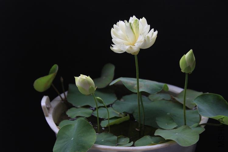 ���� IMG_9802.JPG