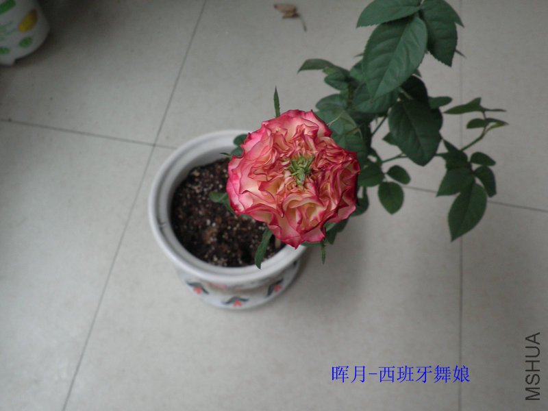 P6040635_����.JPG