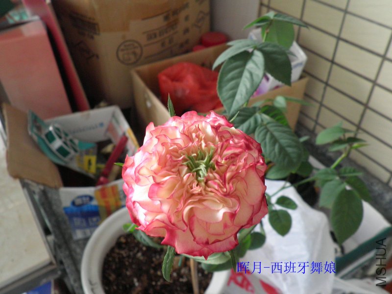 P6040641_����.JPG