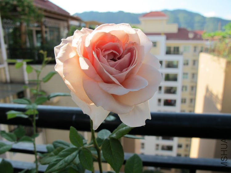 Erin rose����4.jpg