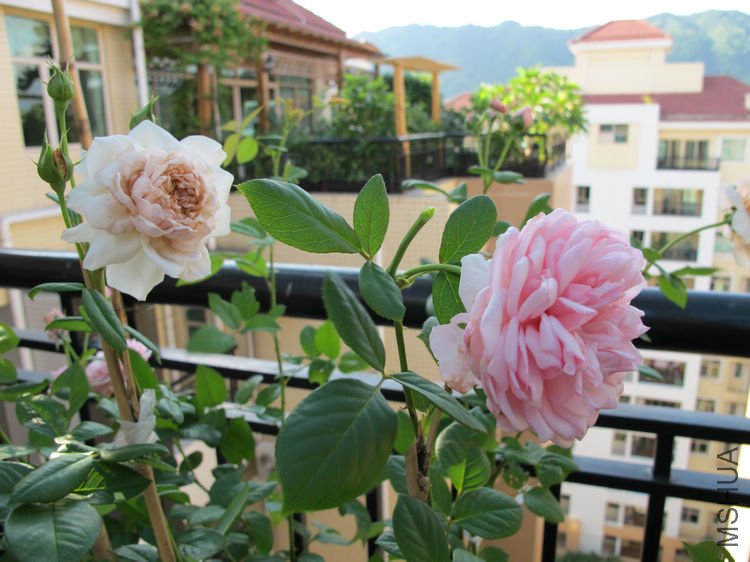 Erin rose����5.jpg