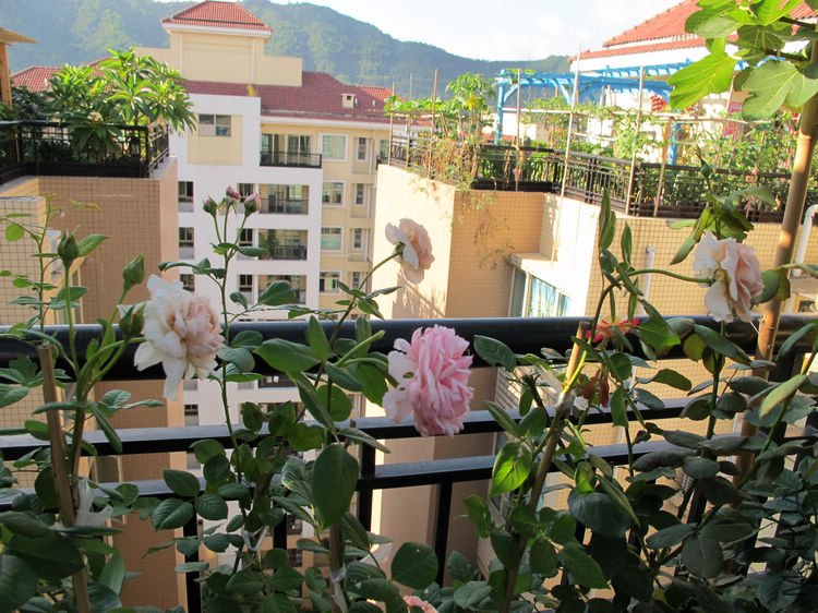 Erin rose����3.jpg