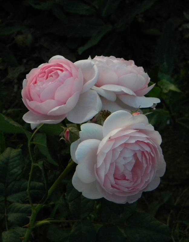 DSCN2531.jpg