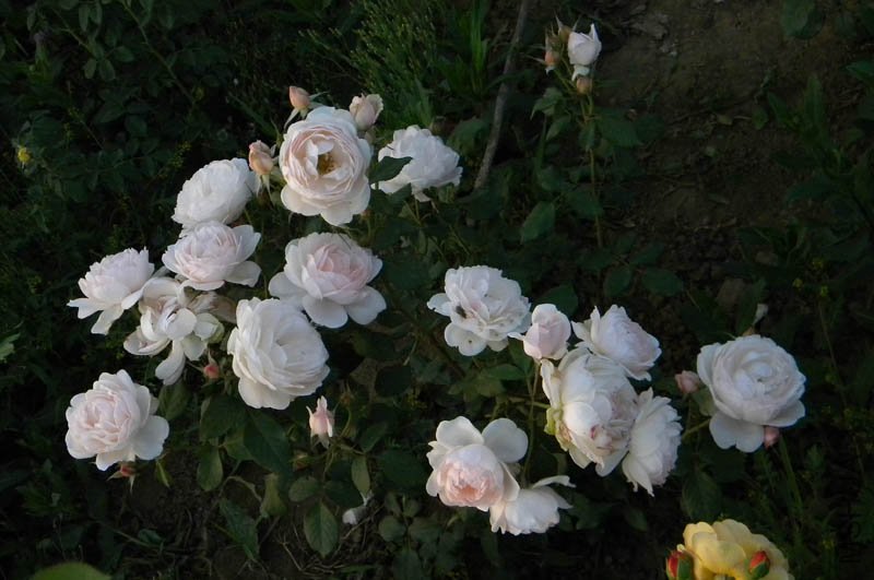 DSCN2526.jpg