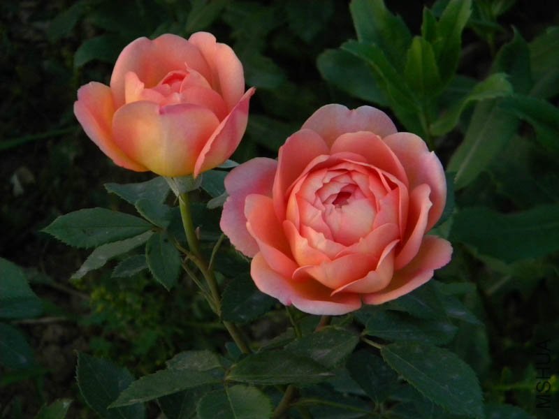 DSCN2535.jpg