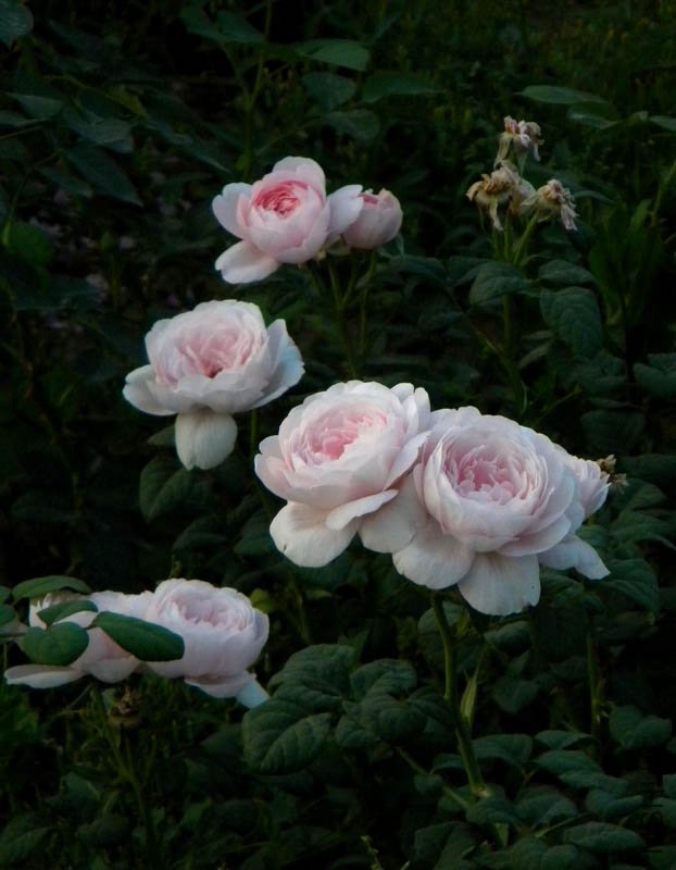 DSCN2540.jpg