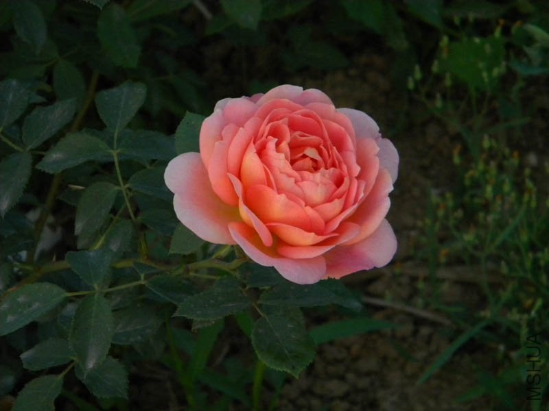 DSCN2536.jpg