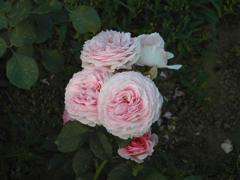 DSCN2545.jpg