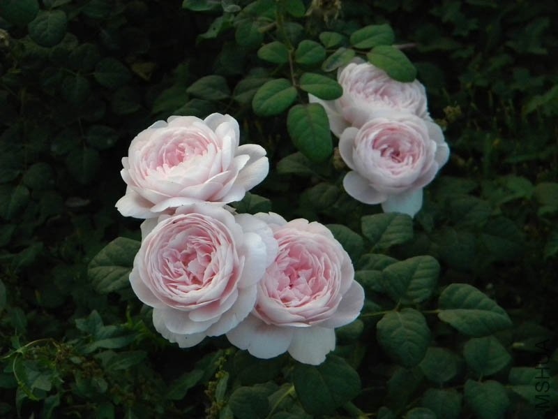 DSCN2544.jpg