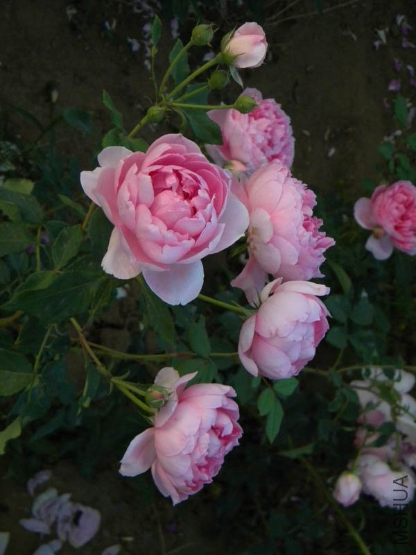 DSCN2559.jpg