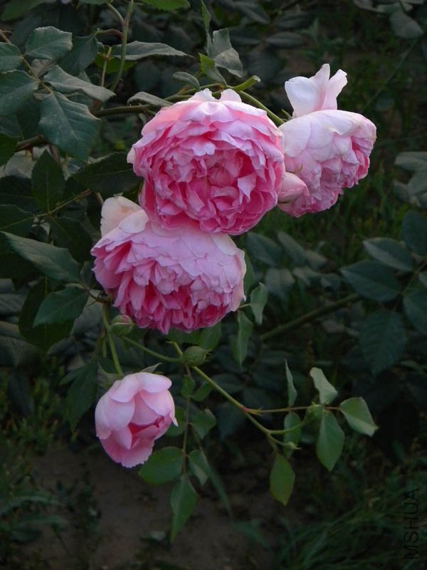 DSCN2561.jpg