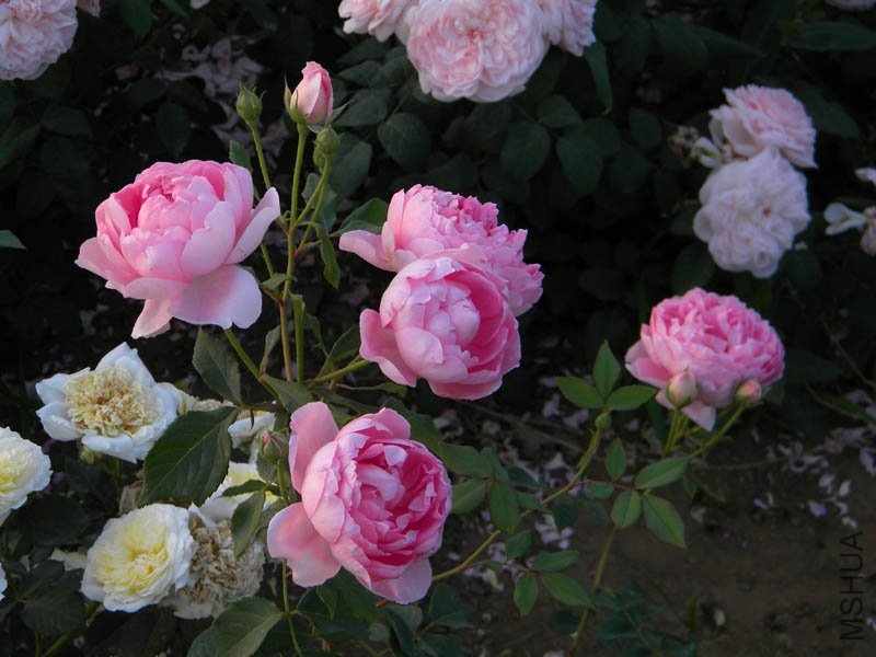 DSCN2548.jpg