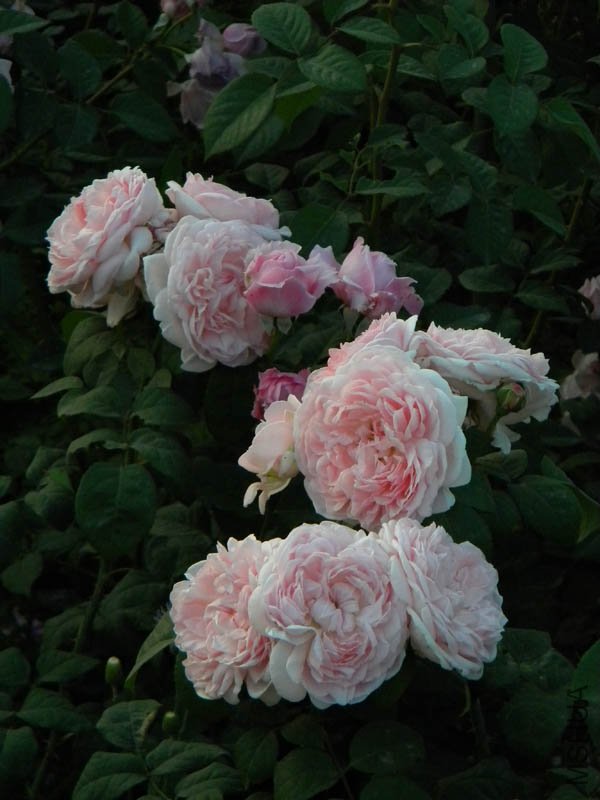 DSCN2550.jpg