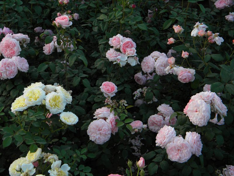 DSCN2549.jpg