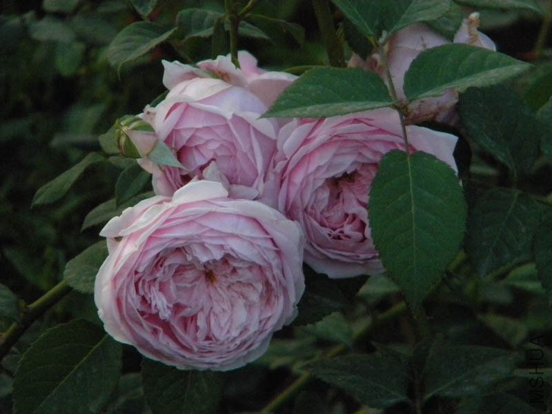 DSCN2551.jpg