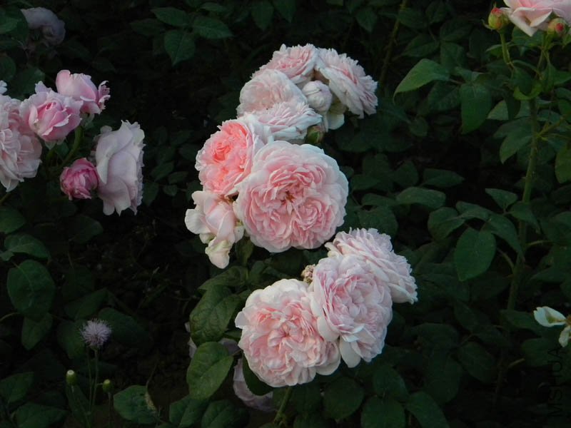 DSCN2554.jpg