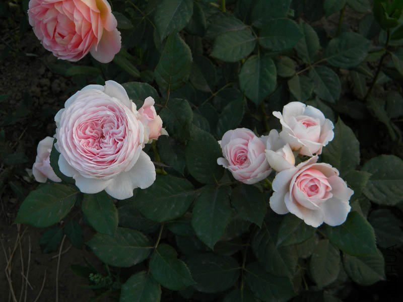 DSCN2557.jpg